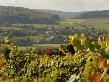 Dans le village le plus méridional de Belgique, les vignes du Poirier du Loup offrent plusieurs cépages comme le pinot noir, le pinot blanc, le chardonnay Dans le village le plus méridional de Belgique, les vignes du Poirier du Loup offrent plusieurs cépages comme le pinot noir, le pinot blanc, le chardonnay