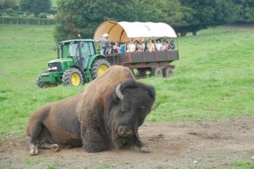 Programme de la visite guidée en chariot: le village indien, la mine d’or, les geysers et nos fameux bisons américains Programme de la visite guidée en chariot: le village indien, la mine d’or, les geysers et nos fameux bisons américains