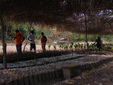 Au Ghana, le combat d’une ONG pour reboiser les anciens sites miniers illégaux Au Ghana, le combat d’une ONG pour reboiser les anciens sites miniers illégaux