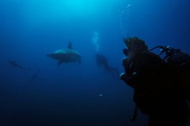Des plongeurs nagent près de requins à Umkomaas, près de Durban, en Afrique du Sud, le 10 décembre 2020. Des plongeurs nagent près de requins à Umkomaas, près de Durban, en Afrique du Sud, le 10 décembre 2020.