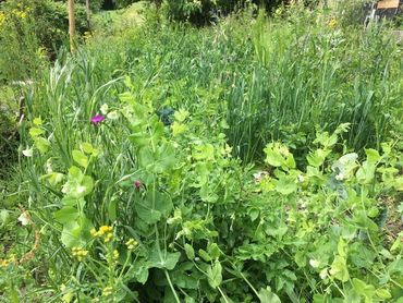 Comment accueillir la vie sauvage au jardin via des aménagements spécifiques ? Comment accueillir la vie sauvage au jardin via des aménagements spécifiques ?