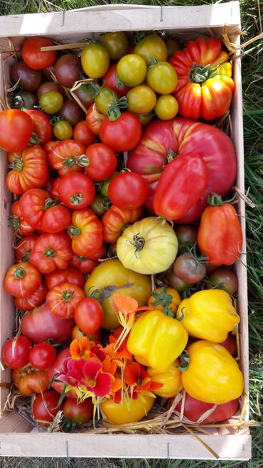 Leur spécialité : les variétés anciennes de tomates (18 sortes différentes) et les légumes oubliés. Leur spécialité : les variétés anciennes de tomates (18 sortes différentes) et les légumes oubliés.
