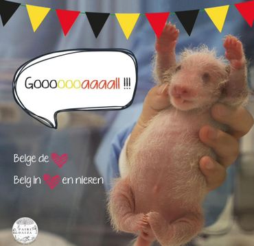 Le 18 juin, sur Facebook, Pairi Daiza a publié sur Facebook une photo du bébé panda en supporter des Diables. Le 18 juin, sur Facebook, Pairi Daiza a publié sur Facebook une photo du bébé panda en supporter des Diables.