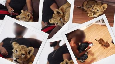 Le 10 octobre, un jeune rappeur a été arrêté pour avoir pris des photos avec un lionceau. Le 10 octobre, un jeune rappeur a été arrêté pour avoir pris des photos avec un lionceau.