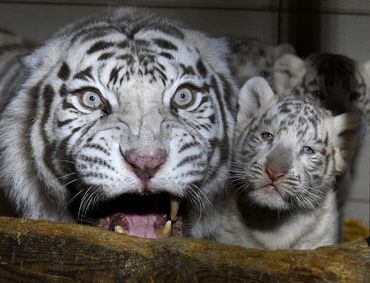 Rare naissance de trois tigres blancs au zoo d'Amnéville Rare naissance de trois tigres blancs au zoo d'Amnéville