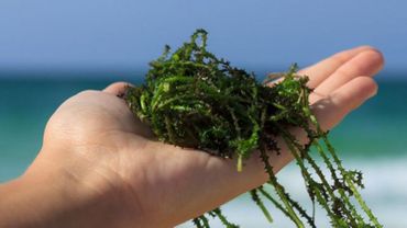 La salicorne ou le haricot des mers : Elle ressemble à une algue mais n’en est pas une ! Photo :Iode - © La salicorne ou le haricot des mers : Elle ressemble à une algue mais n’en est pas une ! Photo :Iode - ©