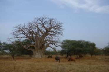 le Sénégal, pays de toutes beautés le Sénégal, pays de toutes beautés