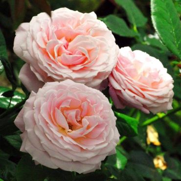 Planter un rosier. Et si vous commenciez aujourd'hui ? Planter un rosier. Et si vous commenciez aujourd'hui ?