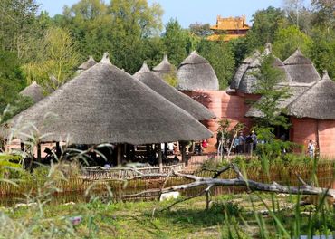 « Au Bon Foufou » se trouve du côté de La Terre des Origines du Jardin des Mondes. Entourée de lions, hyènes et de potamochères, votre famille pourra y déguster la cuisine traditionnelle africaine. « Au Bon Foufou » se trouve du côté de La Terre des Origines du Jardin des Mondes. Entourée de lions, hyènes et de potamochères, votre famille pourra y déguster la cuisine traditionnelle africaine.