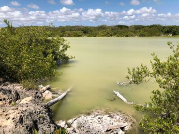 Des mangroves à perte de vue Des mangroves à perte de vue