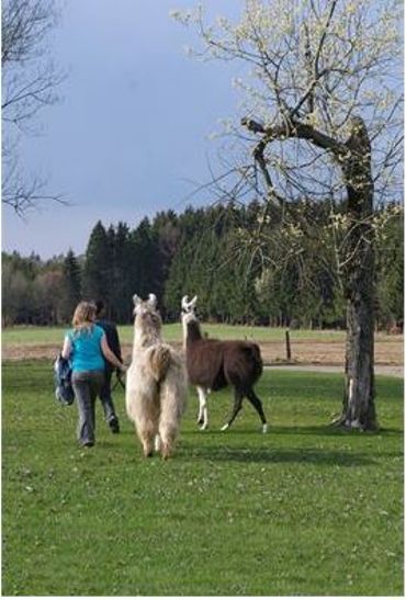 lamas lamas