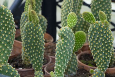 Les plantes d'intérieur, de vrais filtres à pollution ! Les plantes d'intérieur, de vrais filtres à pollution !