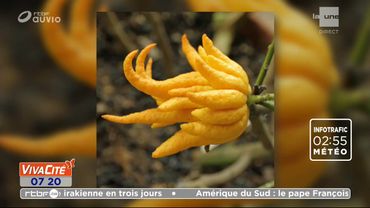 La main de Bouddha La main de Bouddha
