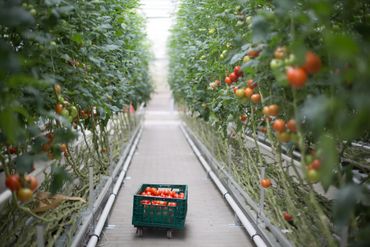 Précisions de taille pour le secteur de l'horticulture, durement touché par le coronavirus Précisions de taille pour le secteur de l'horticulture, durement touché par le coronavirus