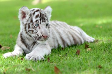 “Nounous pour animaux” : notre top 5 des bébés les plus mignons “Nounous pour animaux” : notre top 5 des bébés les plus mignons