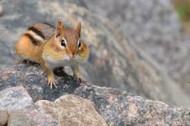 Le Tamia (ou...chipmunk!) Le Tamia (ou...chipmunk!)