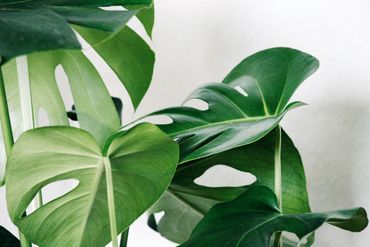 Le monstera, de la ringardise à la branchitude. Le monstera, de la ringardise à la branchitude.