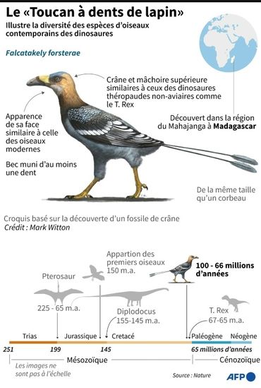 Un fossile de "toucan à dents de lapin" illustre la diversité des oiseaux contemporains des dinosaures Un fossile de "toucan à dents de lapin" illustre la diversité des oiseaux contemporains des dinosaures