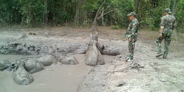 Des bébés éléphants coincés dans un fosse boueuse secourus par des gardes forestiers en Thaïlande (vidéo) Des bébés éléphants coincés dans un fosse boueuse secourus par des gardes forestiers en Thaïlande (vidéo)