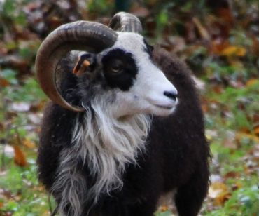 La flemme de sortir la tondeuse...Et si les moutons s'en chargeaient? La flemme de sortir la tondeuse...Et si les moutons s'en chargeaient?