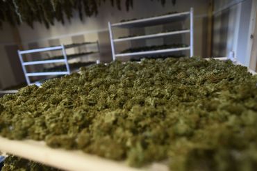A la frontière française, la Catalogne est devenue la ferme de cannabis de l’Europe A la frontière française, la Catalogne est devenue la ferme de cannabis de l’Europe