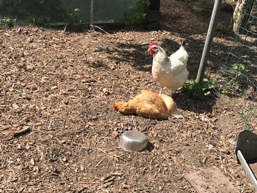 Renards croqueurs de poules : comment s'en prémunir ? Renards croqueurs de poules : comment s'en prémunir ?