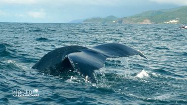 Baleines et lamentins, principaux mammifères marins de la République Dominicaine Baleines et lamentins, principaux mammifères marins de la République Dominicaine