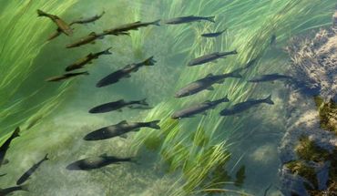Les truites sont élevées aux Jardins d'Annevoie et fumées au chêne à Godinne. Une fois fumées, les filets sont levés à la main et mis sous vide pour une conservation optimale. Les truites sont élevées aux Jardins d'Annevoie et fumées au chêne à Godinne. Une fois fumées, les filets sont levés à la main et mis sous vide pour une conservation optimale.