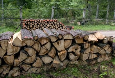Abattre une forêt à cause d'un insecte? Abattre une forêt à cause d'un insecte?