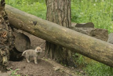 Han-sur-Lesse: le bébé loup arctique a fait ses premiers pas Han-sur-Lesse: le bébé loup arctique a fait ses premiers pas