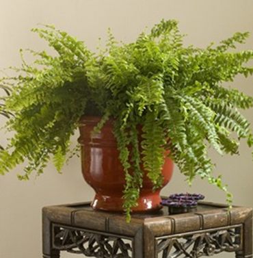 Le top 5 des plantes pour dépolluer votre intérieur Le top 5 des plantes pour dépolluer votre intérieur