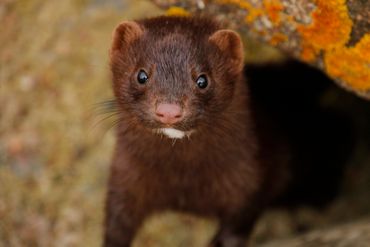 Le furet, le vison et la belette. Le furet, le vison et la belette.