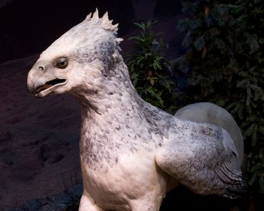 Un hippogriff Un hippogriff
