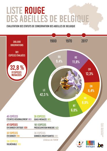 Liste rouge des abeilles de Belgique Liste rouge des abeilles de Belgique