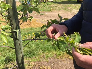 Pour éviter que le gel ne fasse trop de ravages, ces bourgeons seront réchauffés cette nuit à l'aide bougies et de canons à chaleur. Pour éviter que le gel ne fasse trop de ravages, ces bourgeons seront réchauffés cette nuit à l'aide bougies et de canons à chaleur.