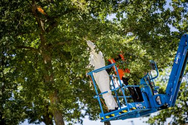 Rock Werchter: une partie de la plaine du festival évacuée à cause de chenilles processionnaires Rock Werchter: une partie de la plaine du festival évacuée à cause de chenilles processionnaires