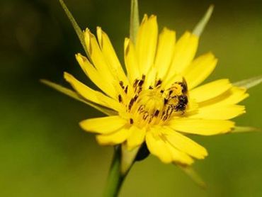 Abeilles, Syrphes et Papillons : Sauvons nos pollinisateurs Abeilles, Syrphes et Papillons : Sauvons nos pollinisateurs