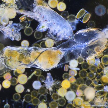 "Microplastiques" : une expo pour lutter contre la pollution des eaux, au Musée des égouts de Bruxelles "Microplastiques" : une expo pour lutter contre la pollution des eaux, au Musée des égouts de Bruxelles