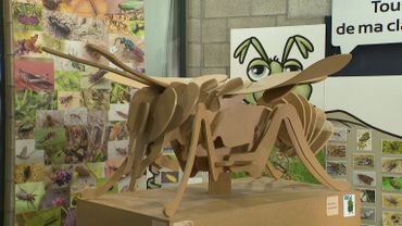 Hexapoda : à la découverte du monde sensationnel des insectes Hexapoda : à la découverte du monde sensationnel des insectes