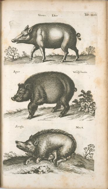 le cochon dans l'histoire le cochon dans l'histoire
