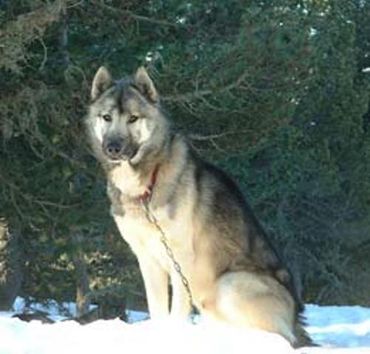 le qimmiq, entre chien et loup le qimmiq, entre chien et loup