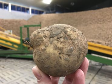17 000 tonnes de patates à frites récoltées cette année par l'agriculteur chez qui se déroule le "patathon" 17 000 tonnes de patates à frites récoltées cette année par l'agriculteur chez qui se déroule le "patathon"