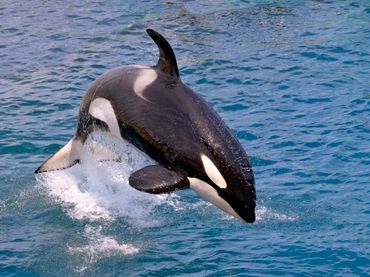 On a déniché des anecdotes incroyables sur les animaux-acteurs ! On a déniché des anecdotes incroyables sur les animaux-acteurs !