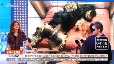 Les causes de l'aboiement intempestif de votre chien Les causes de l'aboiement intempestif de votre chien