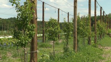 Sur les fils tendus entre les poteaux s’étendent un large choix d’arbres fruitiers Sur les fils tendus entre les poteaux s’étendent un large choix d’arbres fruitiers