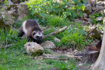 Plongez au cœur de nos forêts dans une série documentaire exceptionnelle ! Plongez au cœur de nos forêts dans une série documentaire exceptionnelle !
