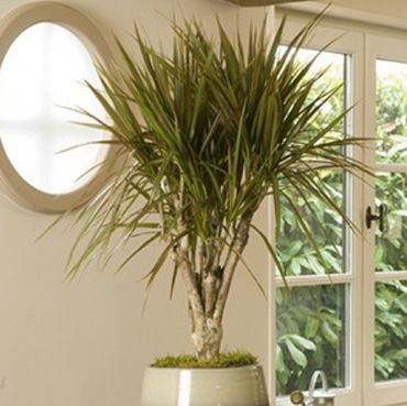 Le top 5 des plantes pour dépolluer votre intérieur Le top 5 des plantes pour dépolluer votre intérieur