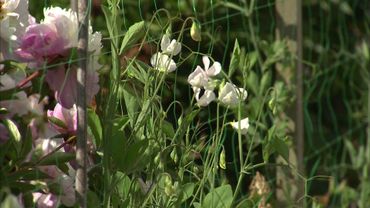 Encore et toujours des pois de senteur Encore et toujours des pois de senteur