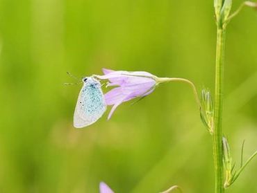 Abeilles, Syrphes et Papillons : Sauvons nos pollinisateurs Abeilles, Syrphes et Papillons : Sauvons nos pollinisateurs