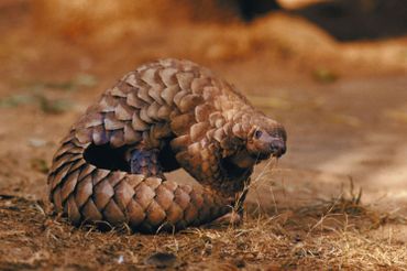 Le pangolin : innocenté ? Le pangolin : innocenté ?